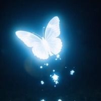 ButterflyBean