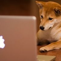 doge_comp