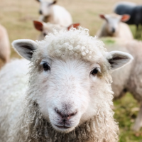 extremesheep