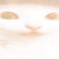 frontendedcat