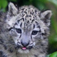 Pixxel-Purrfect