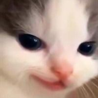 feli3x