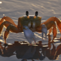 DeCrabb
