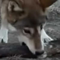 Lone_wolf