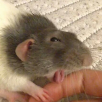 RatFeet5