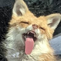 Laxel_vr_zorro