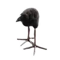 Dupaxmaster