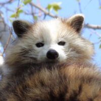 GuaxiRascal