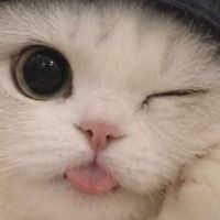 Swt_o0