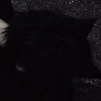 catboy