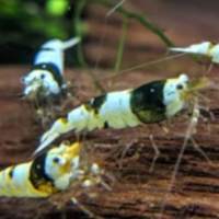 yushamushawub