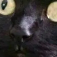 CatThings