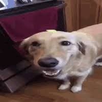 mangopuppy