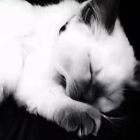 meowmeowxoxo