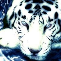 whitetiger