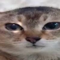 VRCgloop