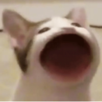 beansarenice