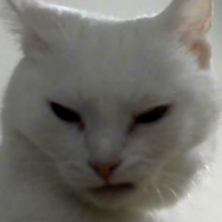 MizuTokage