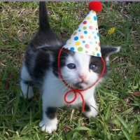 meowklz