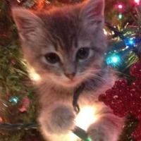 ilovechristmas