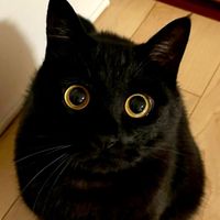 guppy-gato