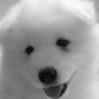 YourLocalPup