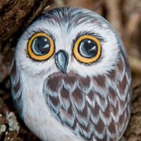 owlrock