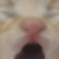 Mewoso