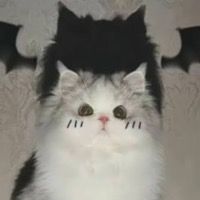 KittyXena