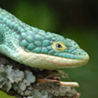 Lizardoni