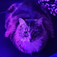 bluebellbigbutt
