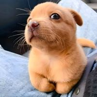 babbifox