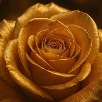 goldenrose_21