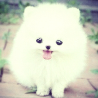 flufiwhitepwuppi