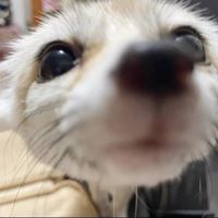 MurfyFox