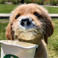 IceSoup