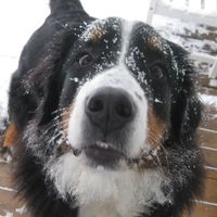 puppiedoggie