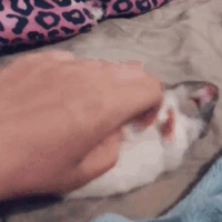 ratsxrats